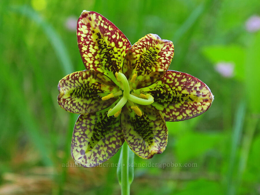 chocolate/checker lily (Fritillaria affinis) [Hamilton Mountain, Beacon Rock State Park, Skamania County, Washington]