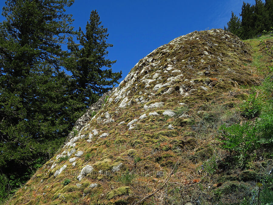 reindeer lichen? [Hamilton Mountain, Beacon Rock State Park, Skamania County, Washington]