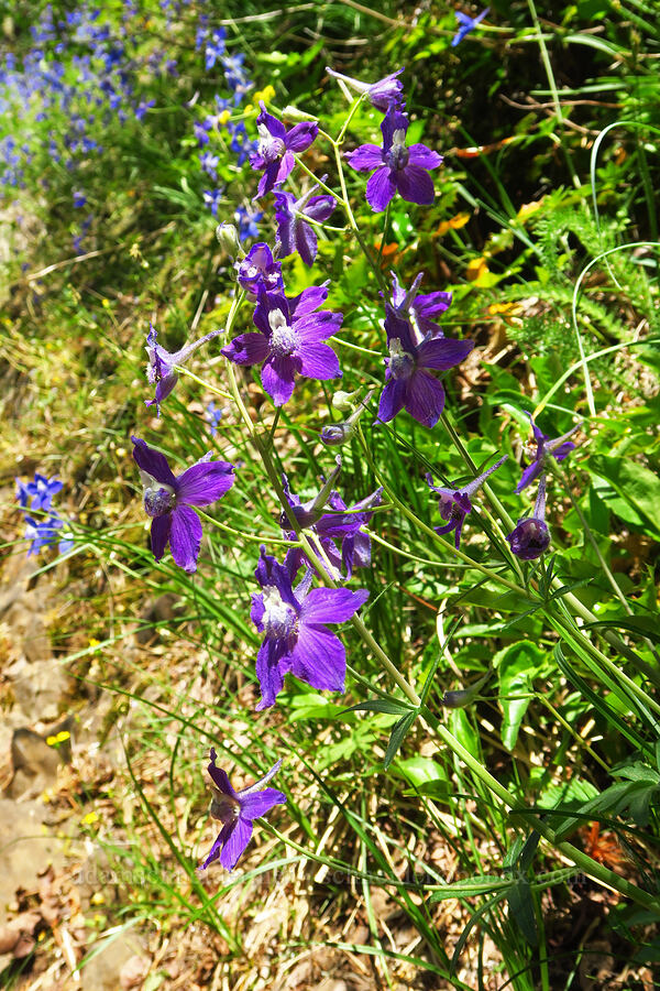 purple larkspur (Delphinium sp.) [Hamilton Mountain, Beacon Rock State Park, Skamania County, Washington]