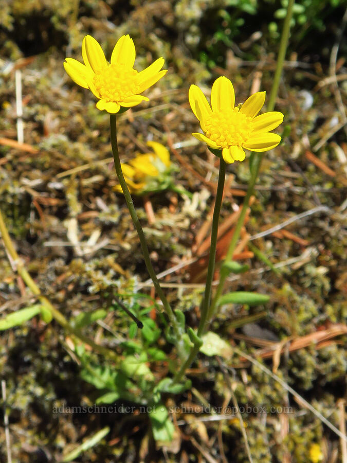 late-blooming gold stars (Crocidium multicaule) [Hamilton Mountain, Beacon Rock State Park, Skamania County, Washington]