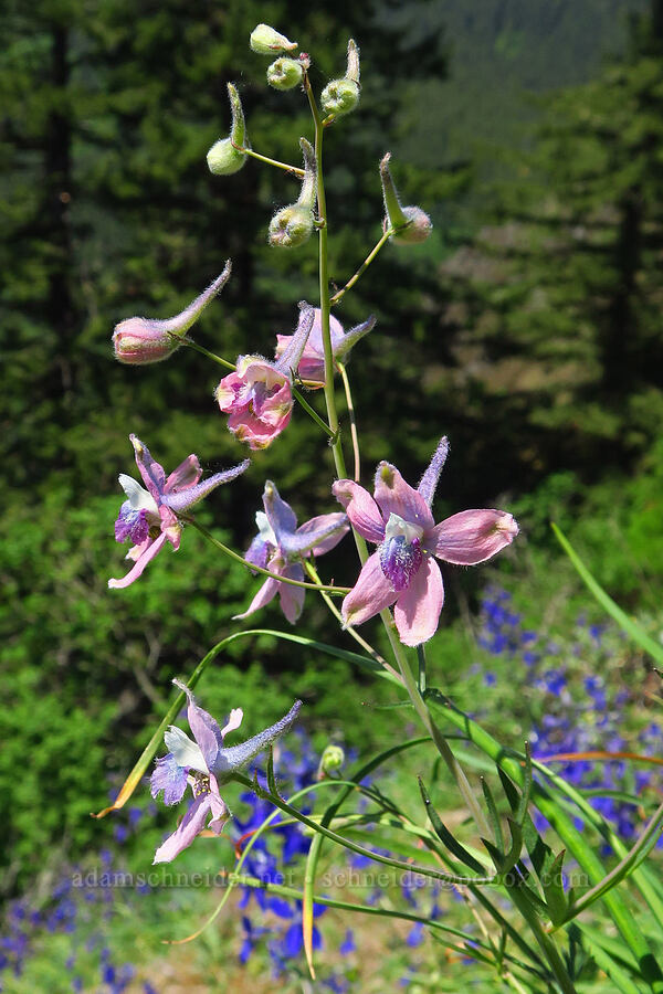 pink larkspur (Delphinium sp.) [Hamilton Mountain, Beacon Rock State Park, Skamania County, Washington]
