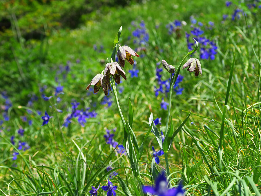 checker lilies & larkspur (Fritillaria affinis, Delphinium sp.) [Hamilton Mountain, Beacon Rock State Park, Skamania County, Washington]