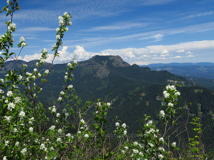 serviceberry flowers & Table Mountain (Amelanchier alnifolia) [Hamilton Mountain, Beacon Rock State Park, Skamania County, Washington]