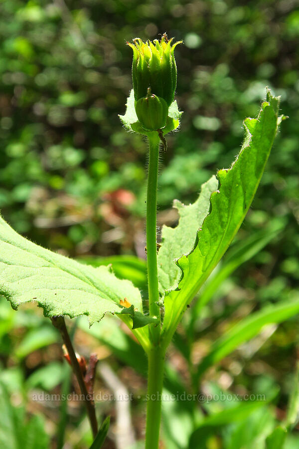 broad-leaf arnica, budding (Arnica lanceolata ssp. prima (Arnica amplexicaulis var. piperi)) [Hamilton Mountain, Beacon Rock State Park, Skamania County, Washington]