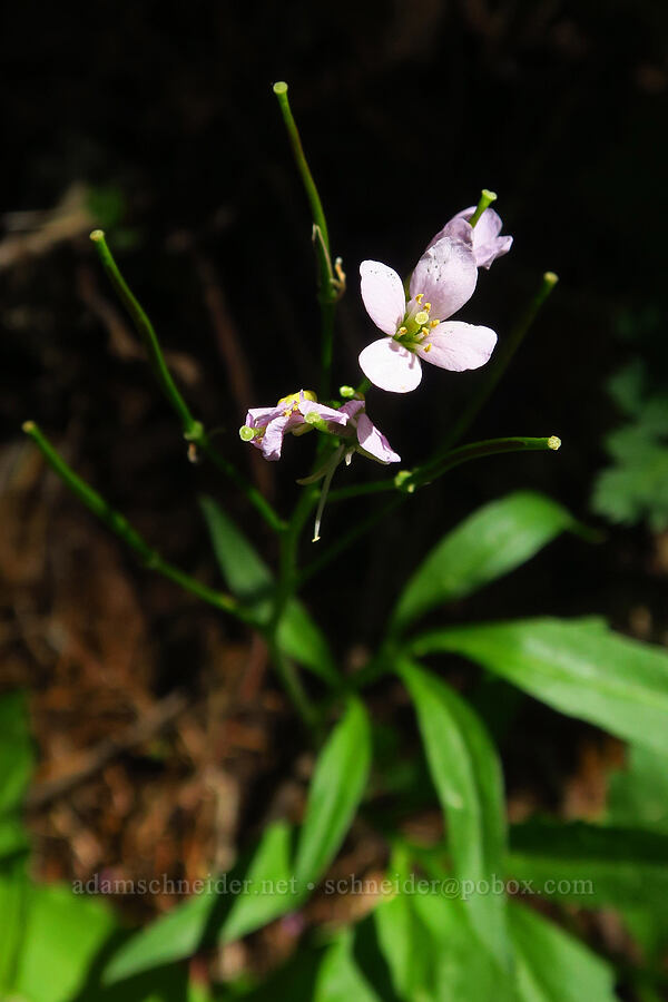 oaks toothwort, going to seed (Cardamine nuttallii) [Hamilton Mountain, Beacon Rock State Park, Skamania County, Washington]