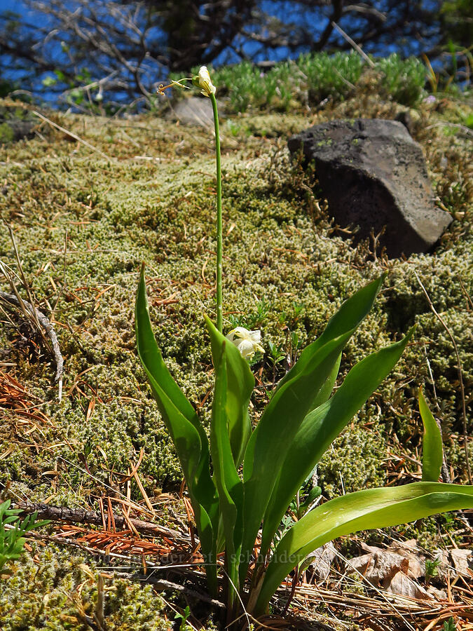 glacier lily, going to seed (Erythronium grandiflorum) [Hamilton Mountain, Beacon Rock State Park, Skamania County, Washington]