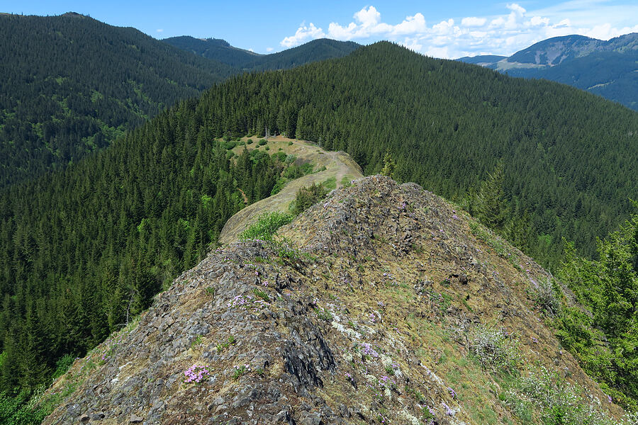 basalt spine & Hamilton Saddle [Hamilton Mountain, Beacon Rock State Park, Skamania County, Washington]