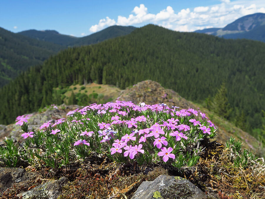 spreading phlox (Phlox diffusa) [Hamilton Mountain, Beacon Rock State Park, Skamania County, Washington]