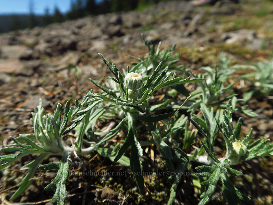 Oregon sunshine, budding (Eriophyllum lanatum) [Hamilton Mountain, Beacon Rock State Park, Skamania County, Washington]