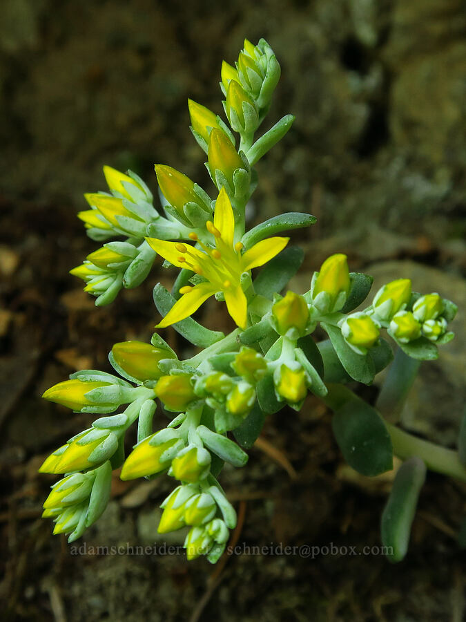 broad-leaf stonecrop (Sedum spathulifolium) [Hamilton Mountain, Beacon Rock State Park, Skamania County, Washington]