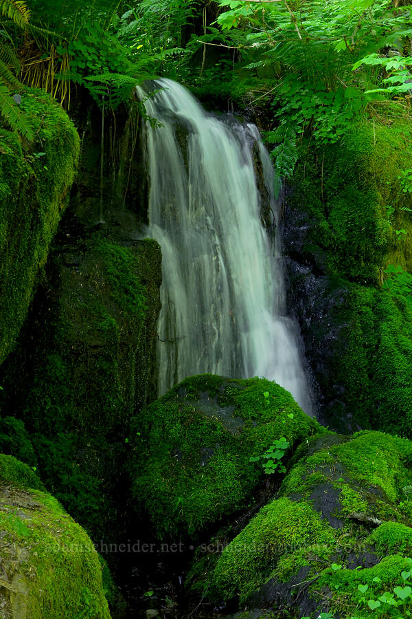 tiny waterfall [Hamilton Mountain, Beacon Rock State Park, Skamania County, Washington]