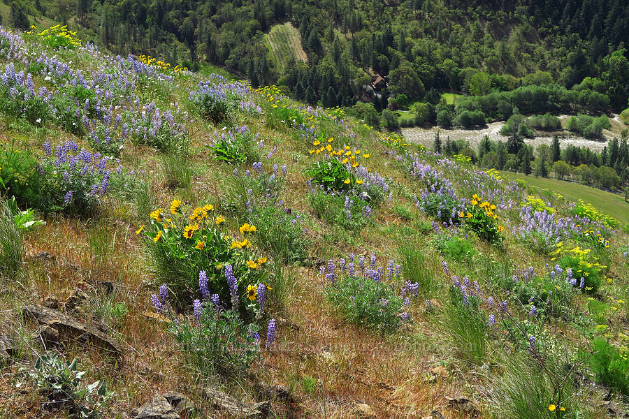 balsamroot & lupines (Balsamorhiza sp., Lupinus sp.) [Klickitat-Appleton Road, Klickitat County, Washington]