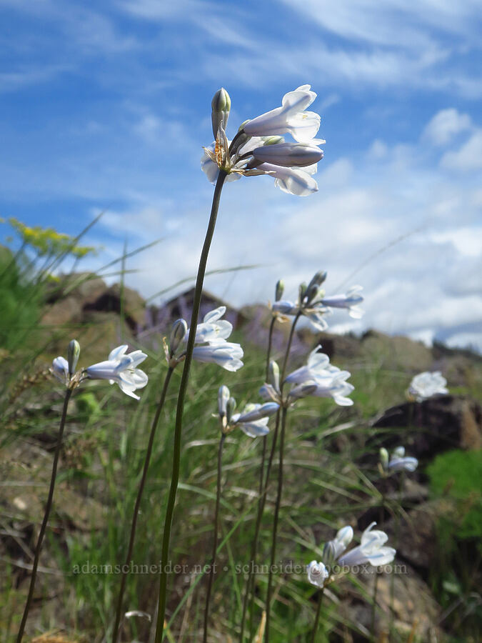 bi-colored cluster-lilies (Triteleia grandiflora var. howellii (Brodiaea bicolor)) [Klickitat-Appleton Road, Klickitat County, Washington]