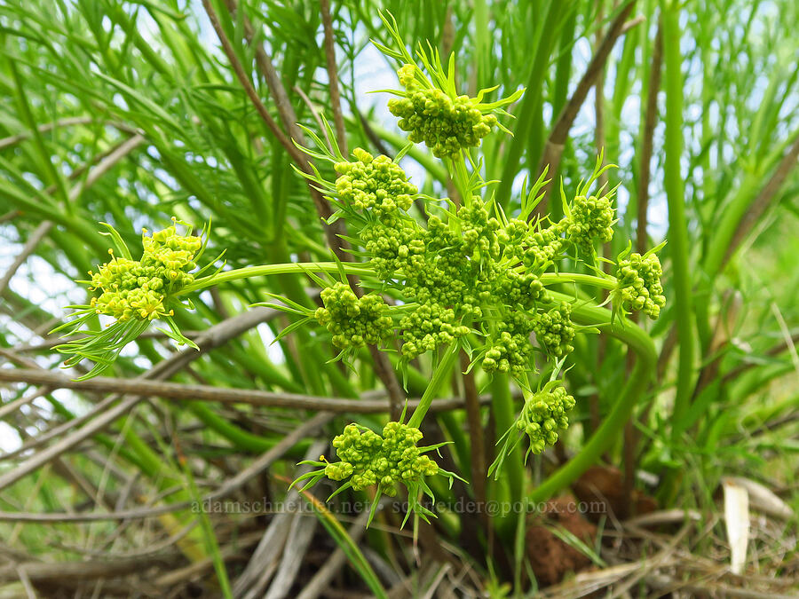 Suksdorf's desert parsley, budding (Lomatium suksdorfii) [Soda Springs Wildlife Area, Klickitat County, Washington]
