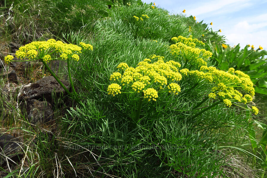 Suksdorf's desert parsley (Lomatium suksdorfii) [Soda Springs Wildlife Area, Klickitat County, Washington]