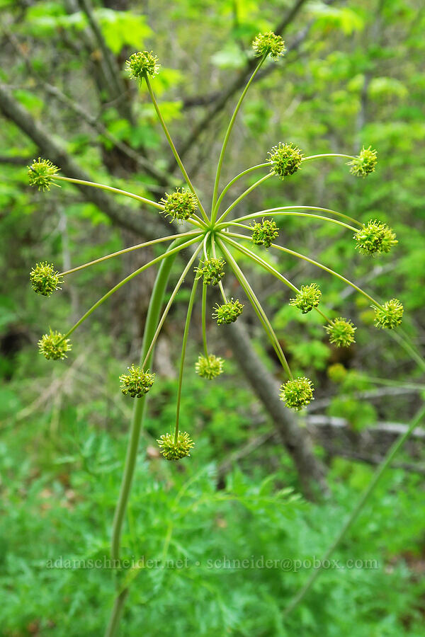 fern-leaf desert parsley (Lomatium dissectum var. dissectum) [Soda Springs Wildlife Area, Klickitat County, Washington]