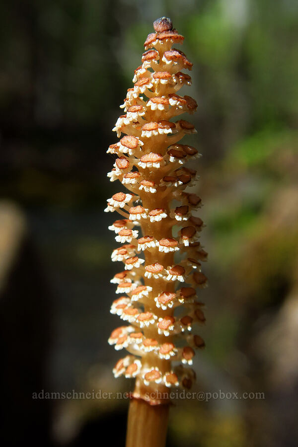 horsetail strobilus (Equisetum sp.) [Soda Springs Wildlife Area, Klickitat County, Washington]