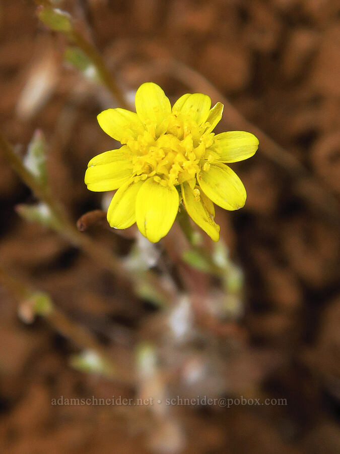 late=blooming gold star (Crocidium multicaule) [Soda Springs Wildlife Area, Klickitat County, Washington]