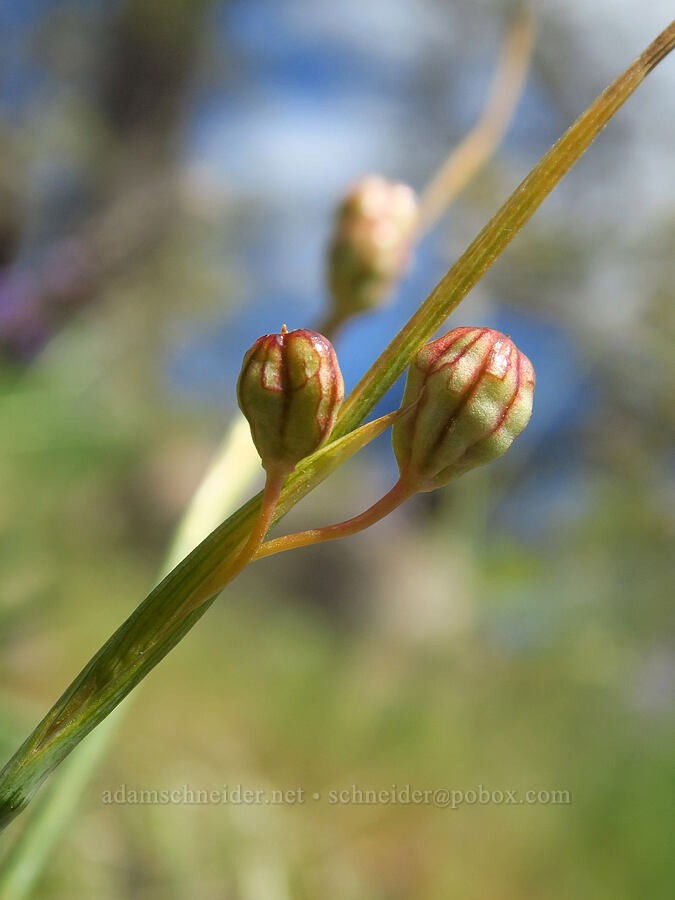 grass-widow, fruiting (Olsynium douglasii) [Soda Springs Wildlife Area, Klickitat County, Washington]