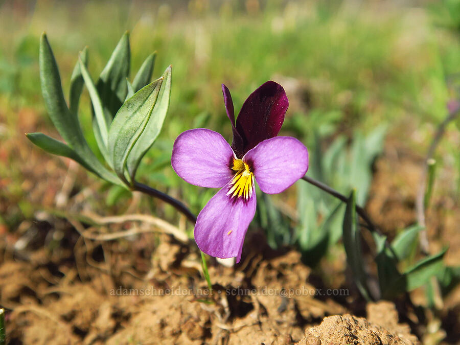 sagebrush violet (Viola trinervata) [Soda Springs Wildlife Area, Klickitat County, Washington]