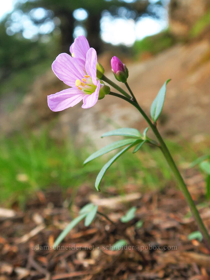 oaks toothwort (Cardamine nuttallii) [Outlet Falls Viewpoint, Klickitat County, Washington]