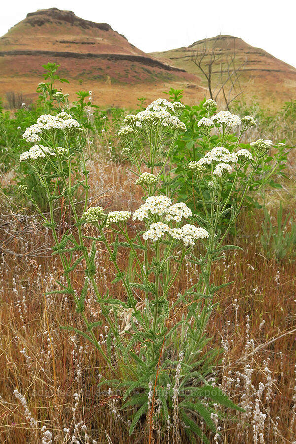 yarrow (Achillea millefolium) [McNary National Wildlife Refuge, Umatilla County, Oregon]