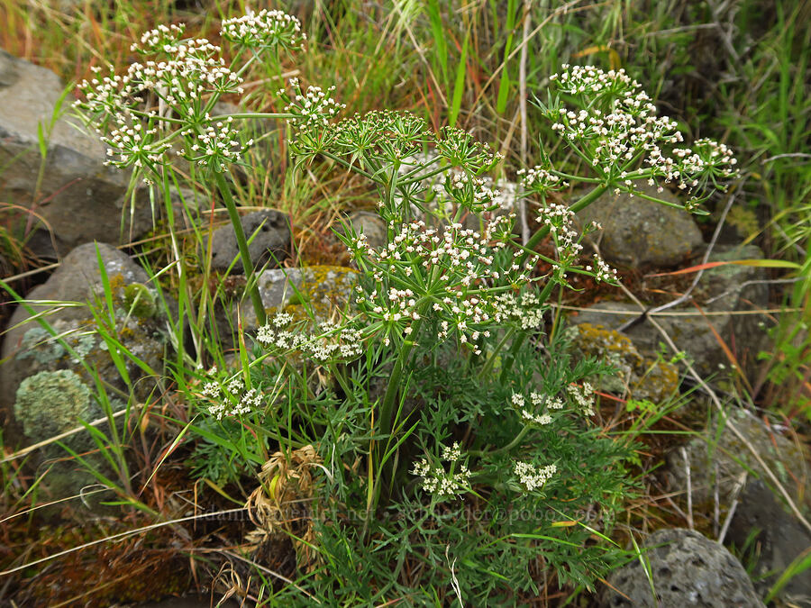 white big-seed biscuitroot (Lomatium macrocarpum) [McNary National Wildlife Refuge, Umatilla County, Oregon]