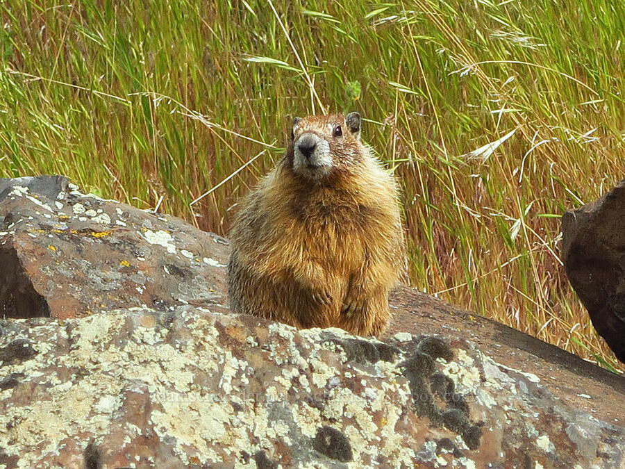 yellow-bellied marmot (Marmota flaviventris) [Twin Sisters, Walla Walla County, Washington]