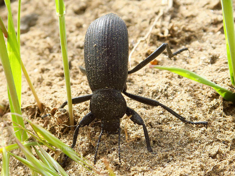 desert stink beetle (Eleodes sp.) [Twin Sisters, Walla Walla County, Washington]