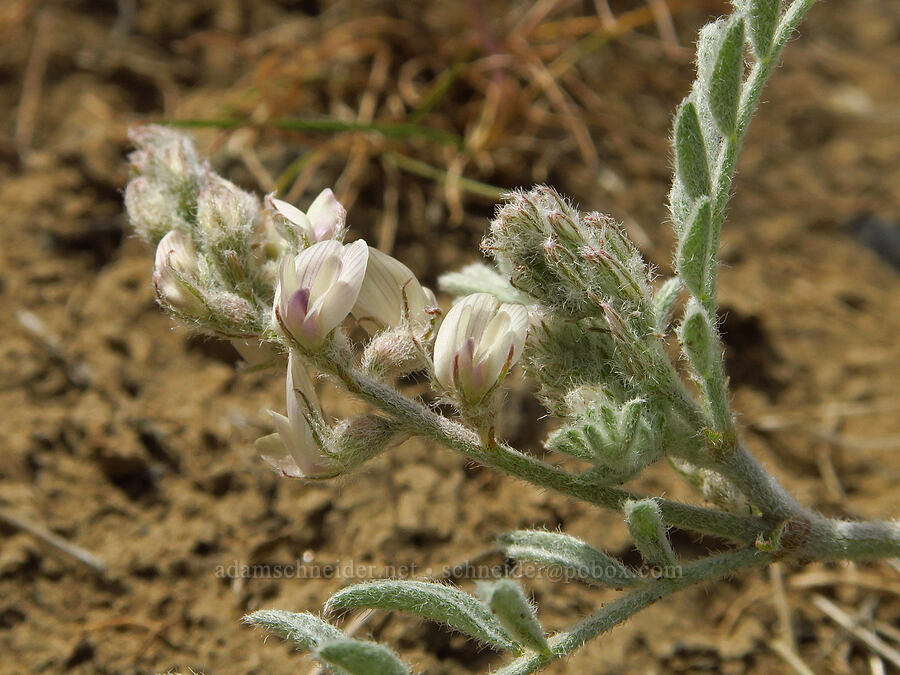 buckwheat milk-vetch (Astragalus caricinus (Astragalus lyallii var. caricinus)) [Badger Mountain, Benton County, Washington]