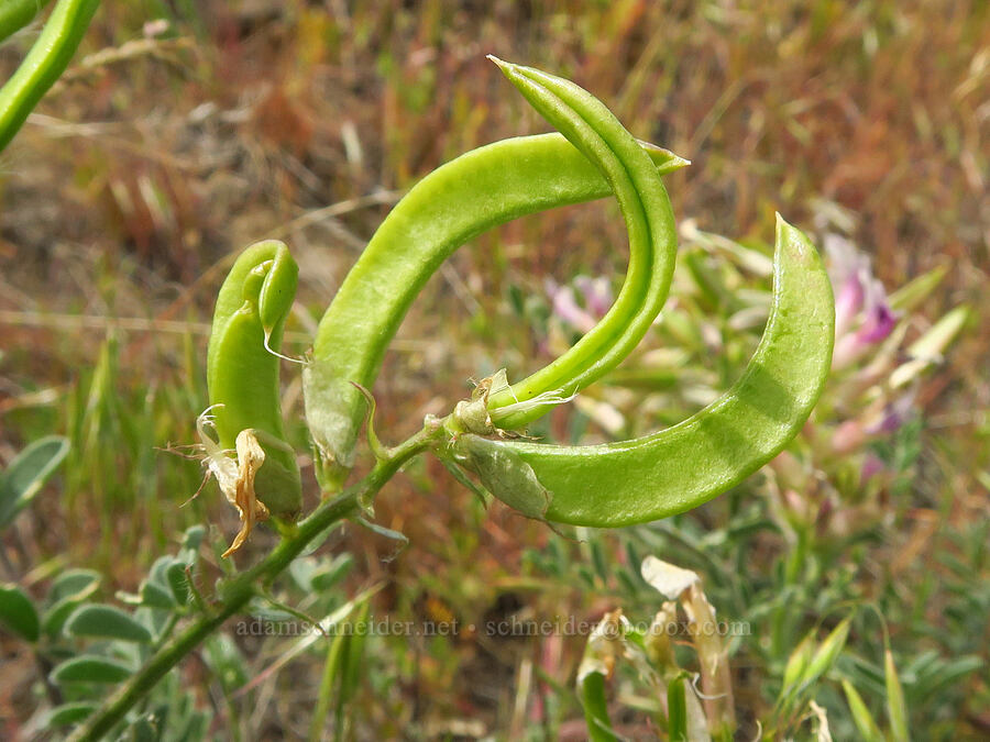 Columbia milk-vetch seed pods (Astragalus succumbens) [Badger Mountain, Benton County, Washington]