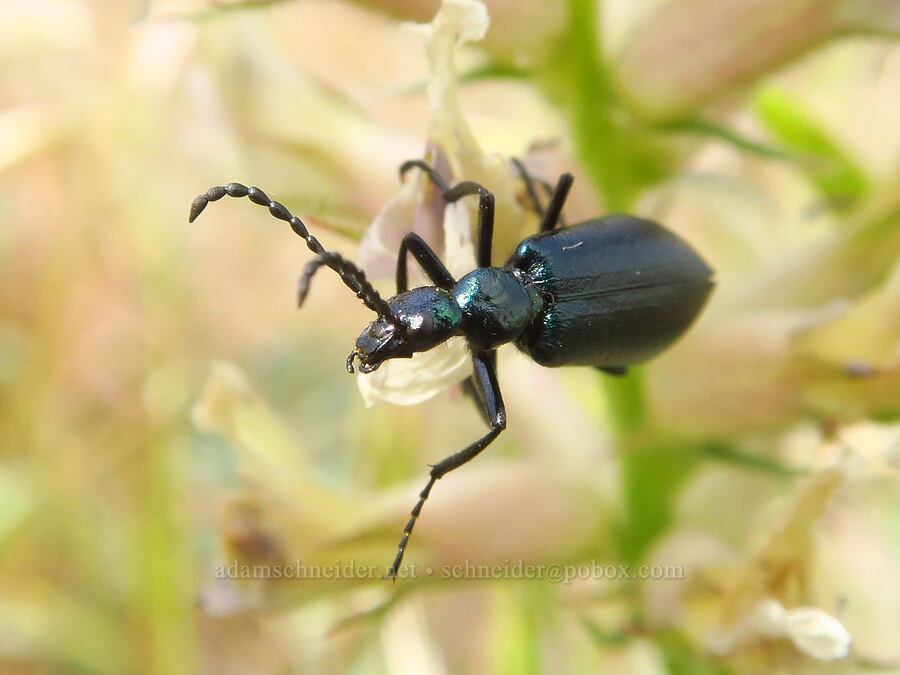 blister beetle (Lytta sp.) [Badger Mountain, Benton County, Washington]