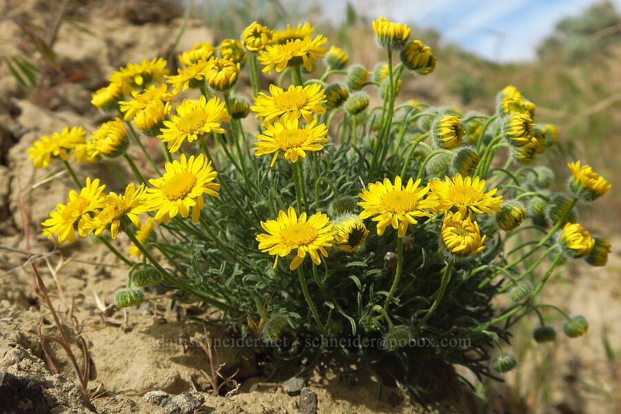Piper's daisies (Erigeron piperianus) [Badger Mountain, Benton County, Washington]