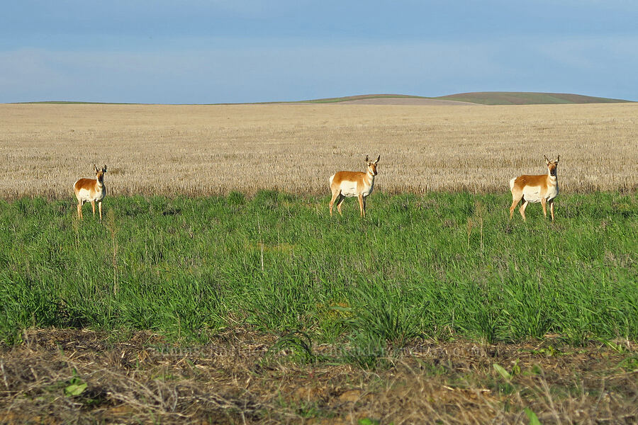 female pronghorn antelope (Antilocapra americana oregona) [McBee Road, Benton County, Washington]