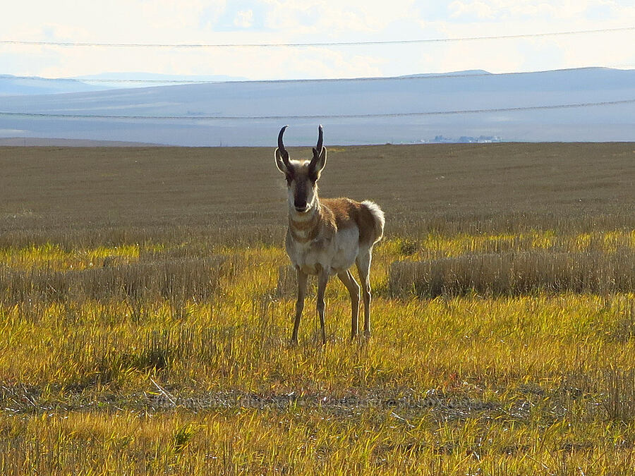 male pronghorn antelope (Antilocapra americana oregona) [McBee Road, Benton County, Washington]