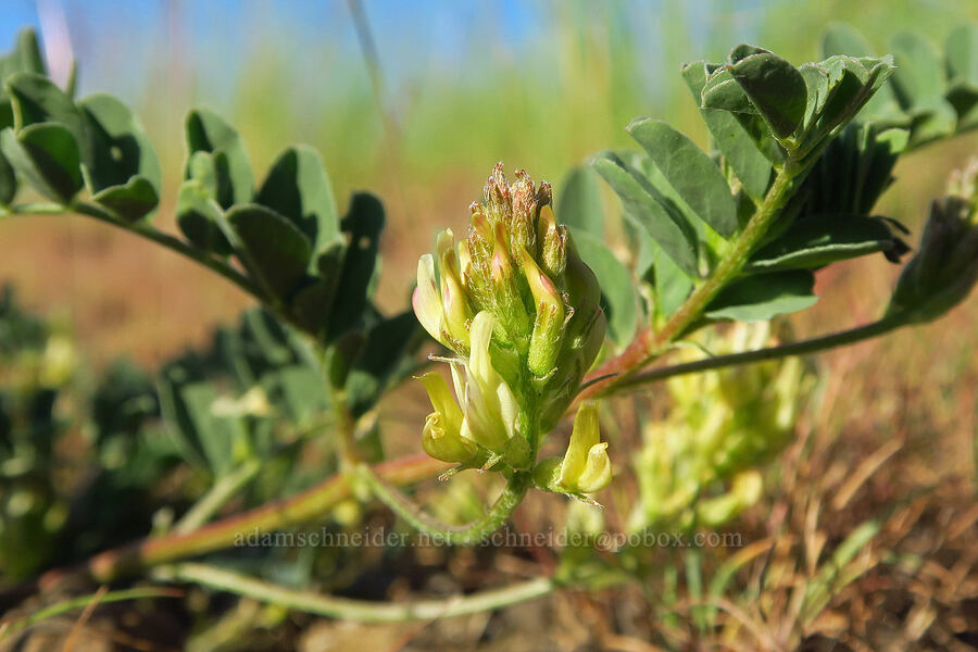 freckled milk-vetch (Astragalus lentiginosus) [Horse Heaven Vista, Benton County, Washington]