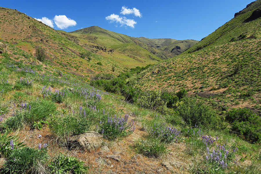 lupines & Waterworks Canyon (Lupinus sp.) [Waterworks Canyon, Yakima County, Washington]