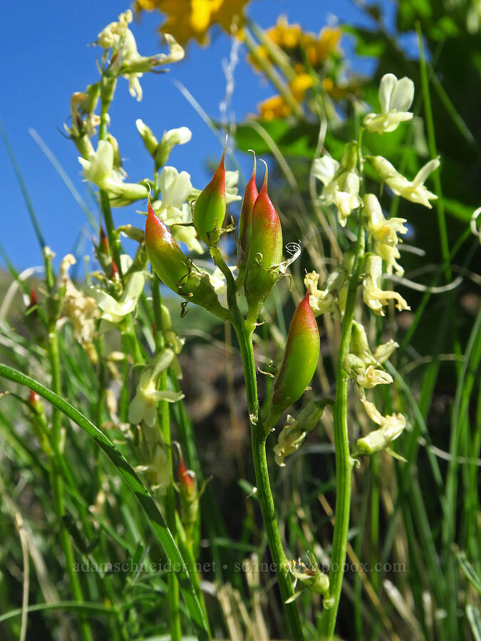 Yakima milk-vetch flowers & pods (Astragalus reventiformis) [Waterworks Canyon, Yakima County, Washington]