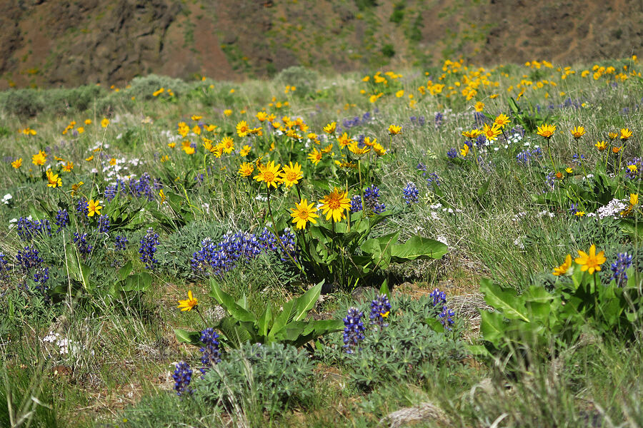 wildflowers (Balsamorhiza careyana, Lupinus sp., Phlox sp., Astragalus reventiformis) [Waterworks Canyon, Yakima County, Washington]