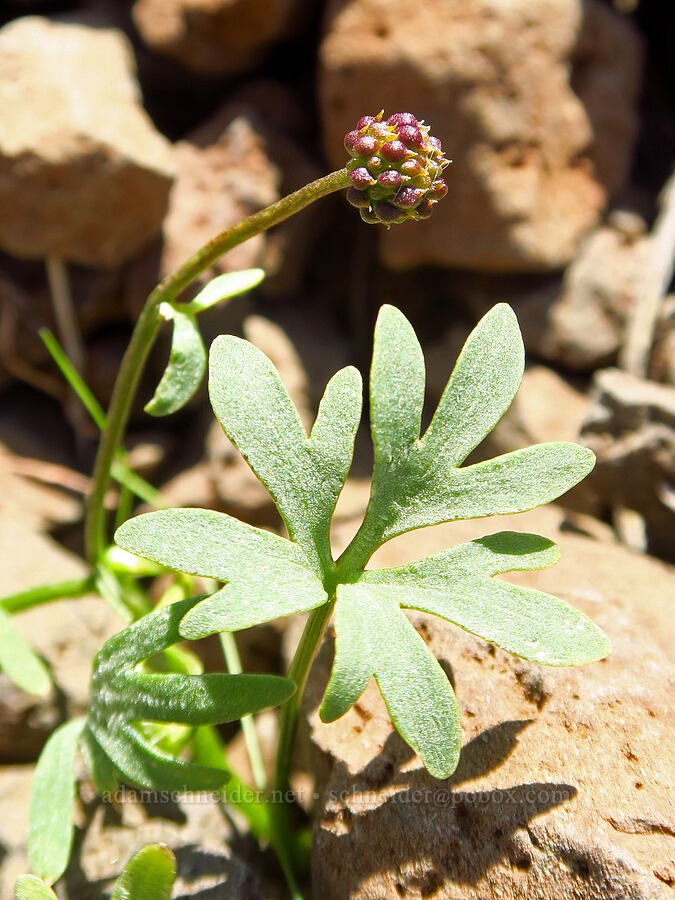basalt buttercup, going to seed (Ranunculus basalticus) [Waterworks Canyon, Yakima County, Washington]