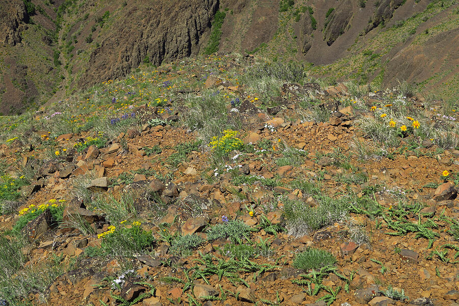 rock-dwelling wildflowers (Balsamorhiza hookeri, Lupinus sp., Lomatium papilioniferum (Lomatium grayi), Phlox sp.) [Waterworks Canyon, Yakima County, Washington]