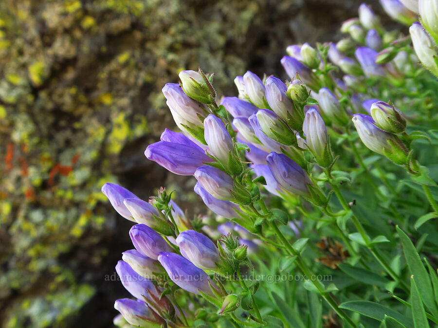 penstemon (Penstemon sp.) [Waterworks Canyon, Yakima County, Washington]