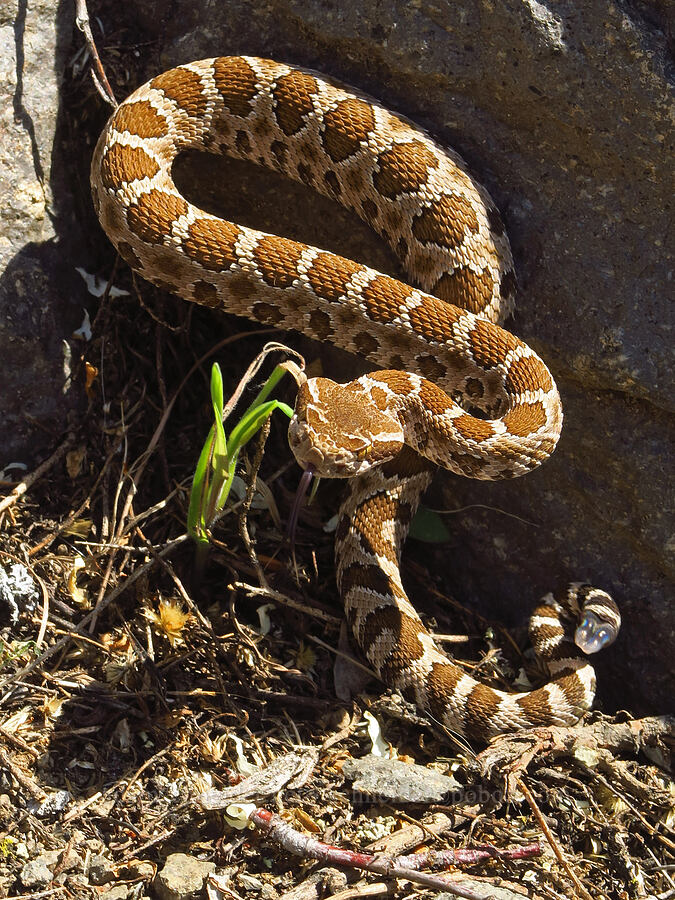 young rattlesnake (Crotalus oreganus oreganus) [Royal Columns, Yakima County, Washington]