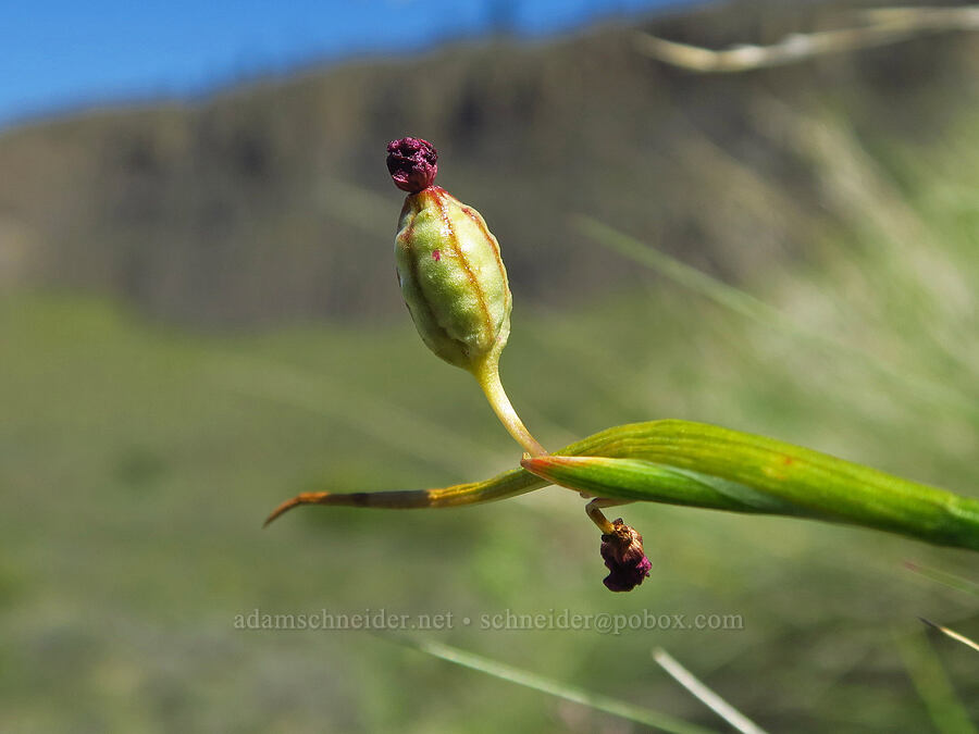 grass-widow, going to seed (Olsynium douglasii) [Royal Columns, Yakima County, Washington]