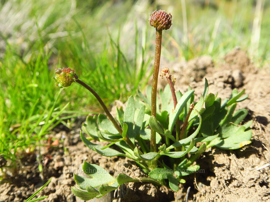 basalt buttercup, going to seed (Ranunculus basalticus) [Royal Columns, Yakima County, Washington]