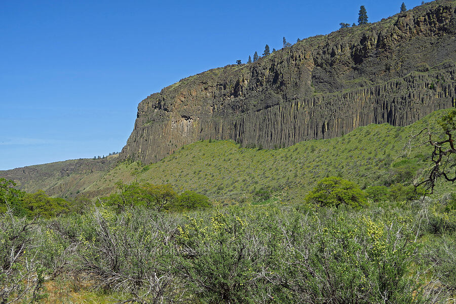 columnar basalt [Tieton Nature Trail, Yakima County, Washington]