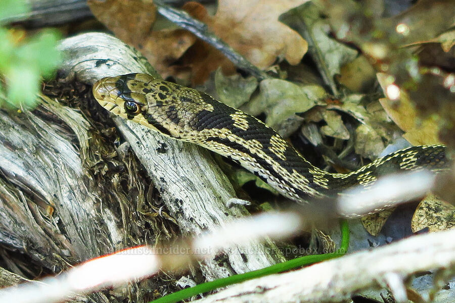 gopher snake (Pituophis catenifer deserticola) [Tieton Nature Trail, Yakima County, Washington]