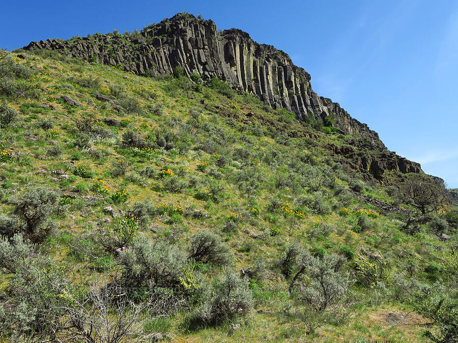 Royal Columns & wildflowers [Tieton Nature Trail, Yakima County, Washington]