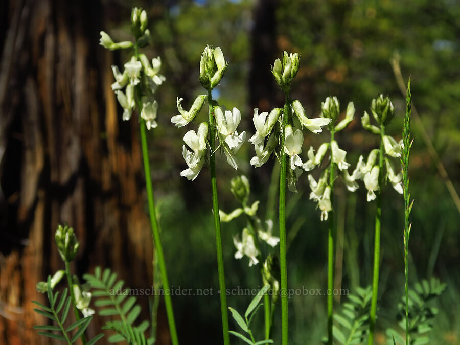 Yakima milk-vetch (Astragalus reventiformis) [Bear Canyon Trail, Yakima County, Washington]