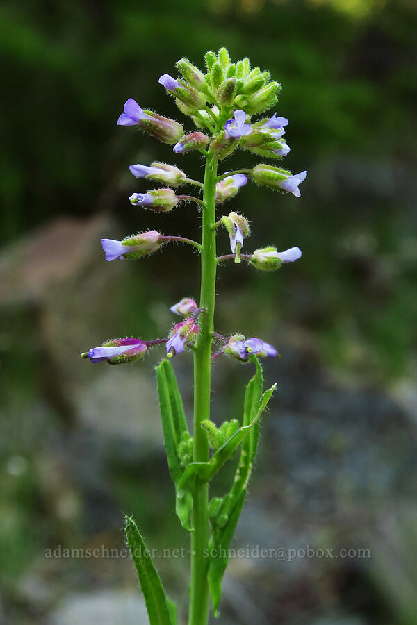 rock-cress (Boechera sp. (Arabis sp.)) [Bear Canyon Trail, Yakima County, Washington]